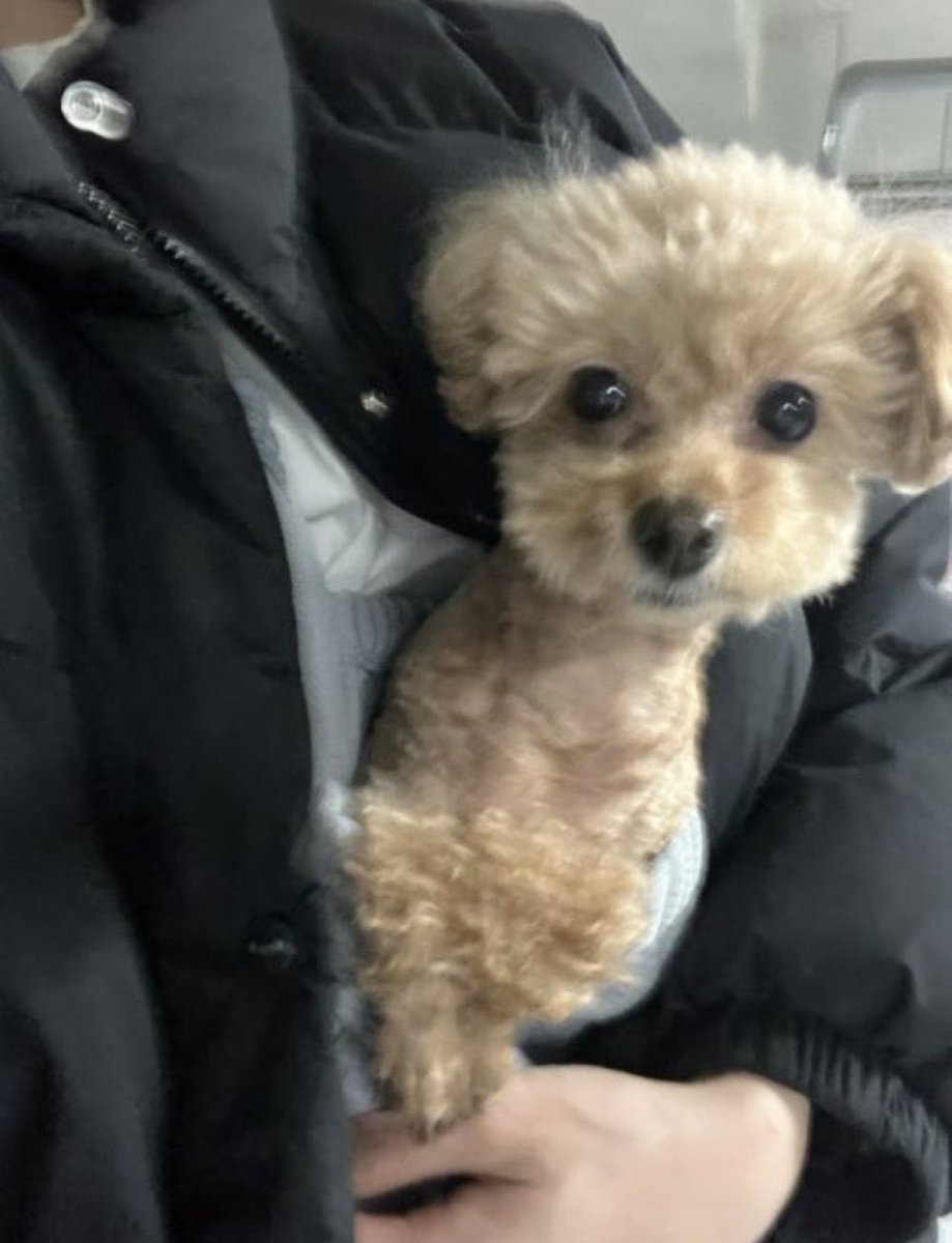 호두 tweet media