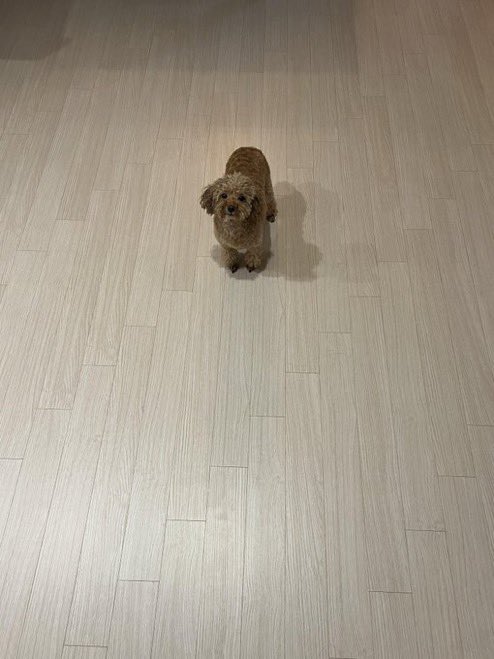 호두 tweet media