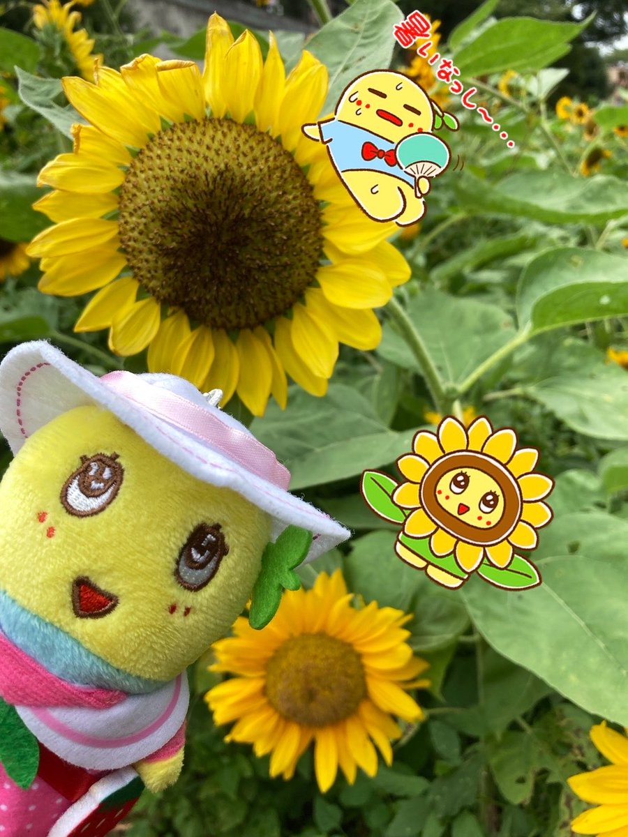 にゃーこ(まー)💙 tweet media
