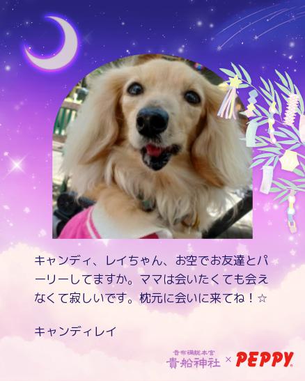 nvlucandy0920's tweet photo. 今日はキャンディ🌈の6年目の命日😿ペピイの七夕お願い、間に合った～❣ママはキャンディ、レイちゃん二人とも会いたいよ、、☆彡 https://t.co/isLHe2DI1V