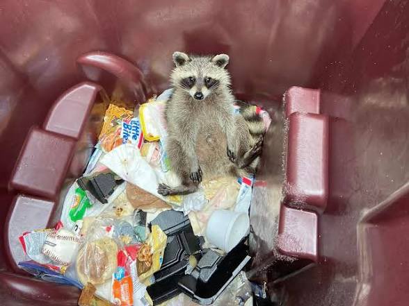 Virginia O’Possum tweet media