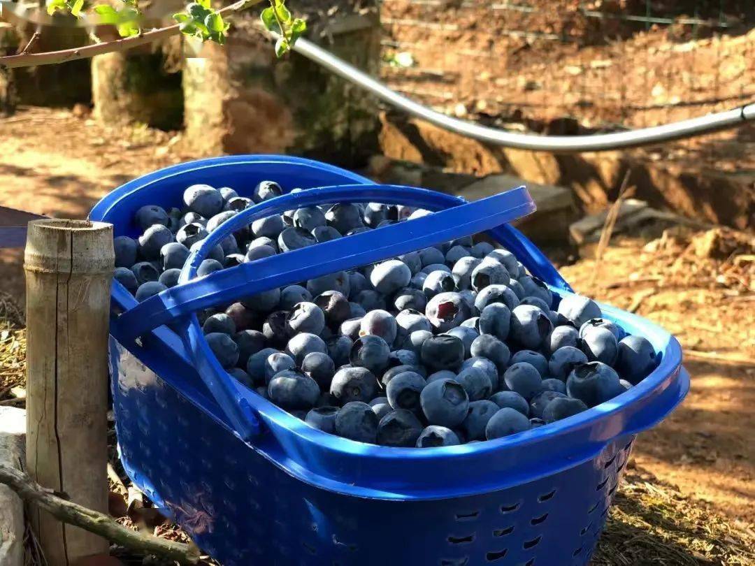 chj29188's tweet photo. Just swapped homemade berry jam with my next-door neighbor for their fresh-picked zucchini—small neighborhood wins make such big days! https://t.co/hqyhl9T4Ae