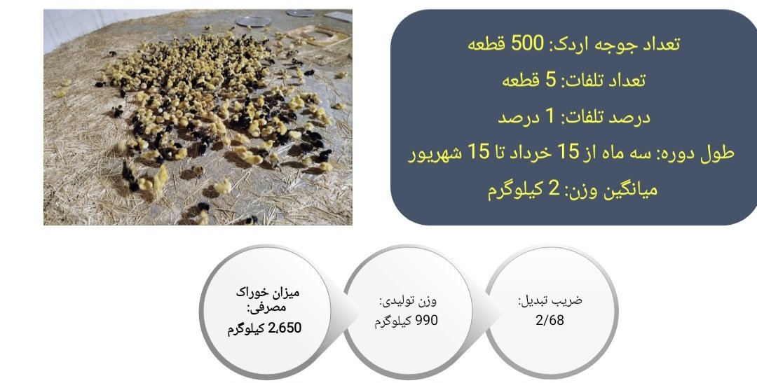 HashemMahmodi's tweet photo. یکی از راهکارهای پیشنهادی جهت استفاده بهینه از استخرهای خاکی پرورش ماهی کپور، پرورش همزمان اردک با ماهی می باشد. با این کار علاوه بر مزیت های اکولوژیکی و زیست محیطی به جهت پالایش وافزایش مواد مغذی در استخرهای پرورش ماهی، باعث ایجاد افزایش درآمد در واحد سطح می شود. https://t.co/tEjBK1Y1XT