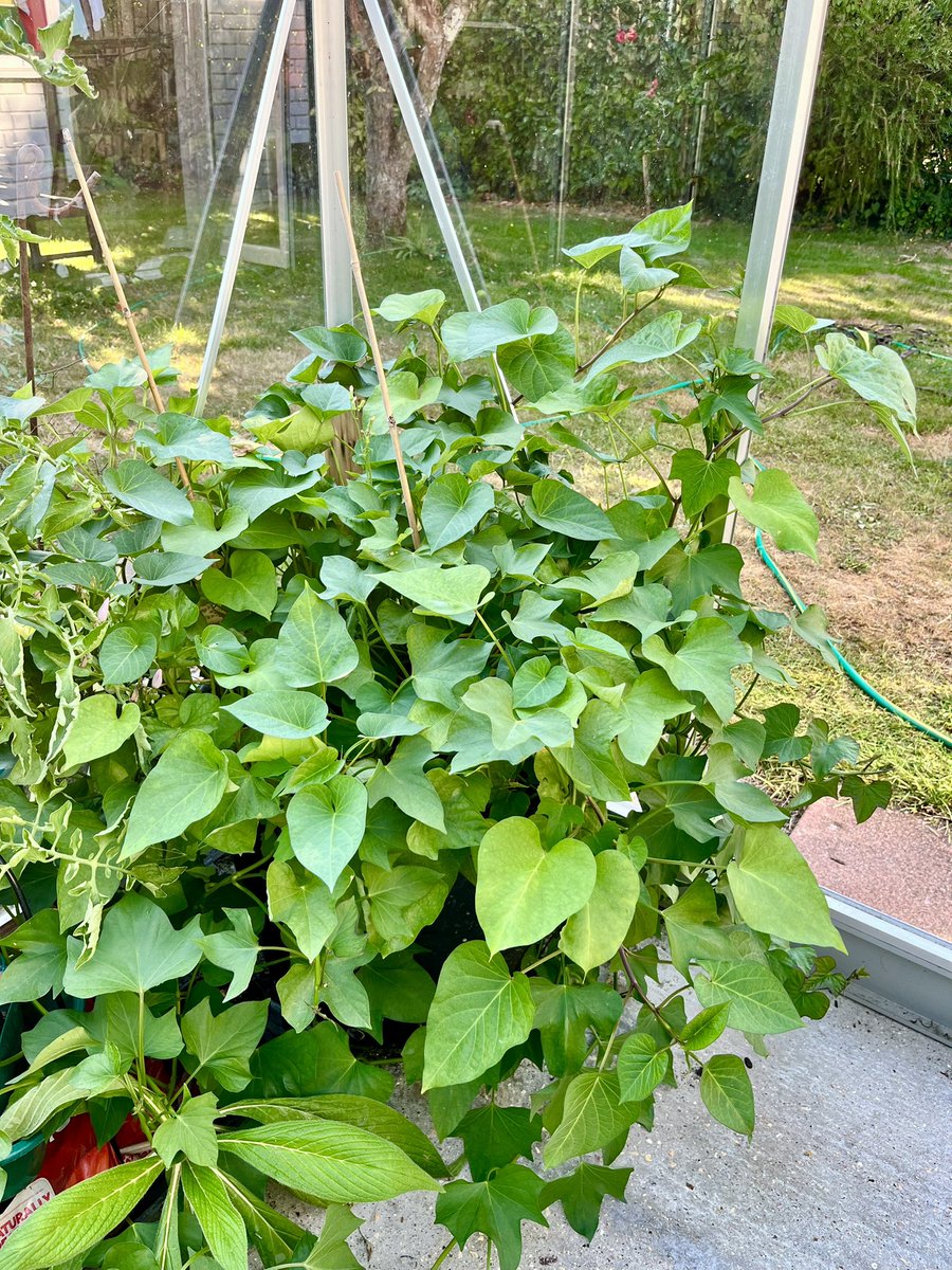 GrowWithKG's tweet photo. "Purple sweet potato in the greenhouse is loving the heat", Kitchen Garden follower @MatronsVeggies told us.

𝗪𝗵𝗮𝘁'𝘀 𝗵𝗮𝗽𝗽𝗲𝗻𝗶𝗻𝗴 𝗶𝗻 𝘆𝗼𝘂𝗿 𝗴𝗮𝗿𝗱𝗲𝗻? 𝗗𝗿𝗼𝗽 𝘂𝘀 𝗮 𝗽𝗵𝗼𝘁𝗼! https://t.co/pmCXzjE8dT