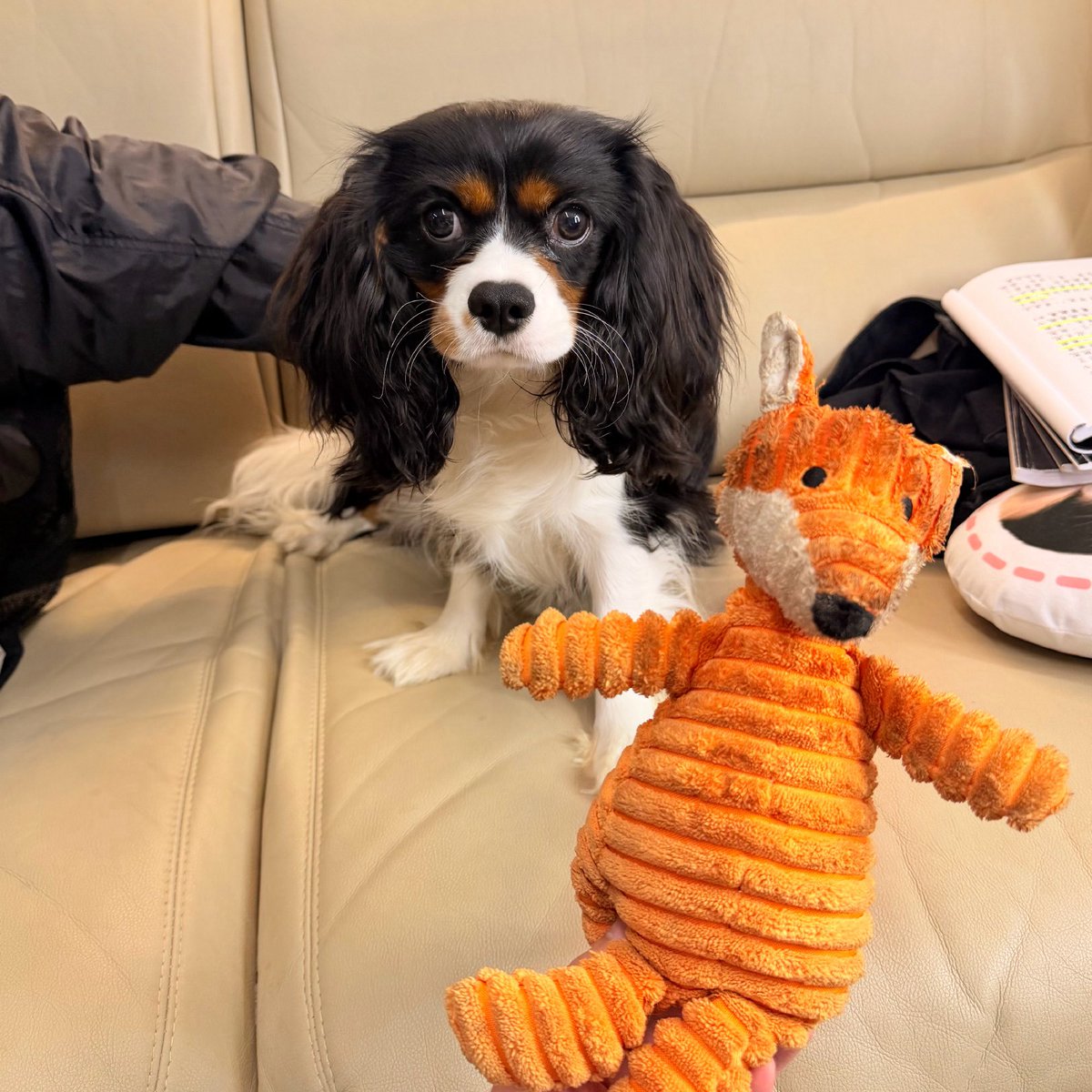 Patrick_pppatJP's tweet photo. Patrick weibo更新

Nick🐶➡️Nick🦊➡️🙀👂🏻❌ 

#แพทริค #PatrickFinkler #Patrick尹浩宇 #แพทริคณัฐวรรธ์ https://t.co/riMlQAkFDb