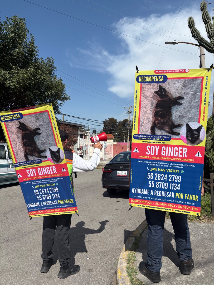PetlocMX's tweet photo. 🚨🐱 ¡Ginger Sigue Siendo Buscada! 🆘📢
📍 Seguimos recorriendo la zona y difundiendo su búsqueda para que más personas puedan reconocerla.
📞 56 2624 2799 / 55 8709 1134

⚠️🚨 ¿La has visto? 🙏🐾
#Ginger #GatitaExtraviada #PetLoc #VuelveACasa 🐱🚨 https://t.co/4vtlW40a9D