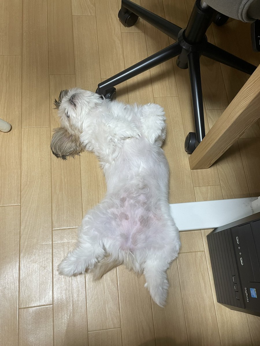 shakemican's tweet photo. さっきのこあちゃん。足元で仰向け https://t.co/DskUchGuIO