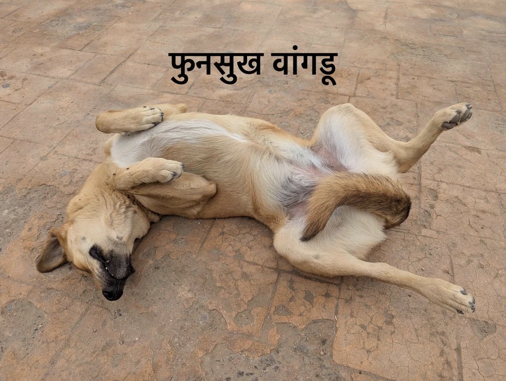 Er_Sharma01's tweet photo. Ab #भाडू अर्थात बांगड़ू 
अपना aनशन तोड़ने के लिए कुछ बहाना ढूंढ रहा है 
इकोसिस्टम से भी आवाज आने लगी है कि भाडू 
को अनशन खत्म कर देना चाहिए 
चाइनीज एजेंट अपनी इज्जत बची रहे 
ऐसा कुछ ढूंढ रहा है 
एक और टूलकिट फेल 
CJP वाले सब एक से बढ़कर एक चूतिया हैं https://t.co/sJmatc7Fyz