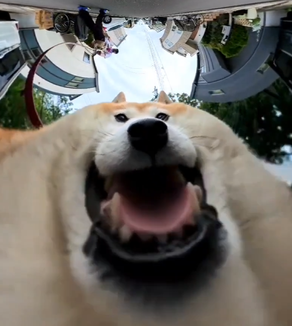 ElaraHandmade's tweet photo. This meme is going giga viral on X with over a million views in just a few hours!

https://t.co/Yasuqr0xA4

People are posting this meme everywhere, a hilarious POV of a shiba inu running through the street!

Tons of memes and posts check it out! https://t.co/ev51tNfTX3