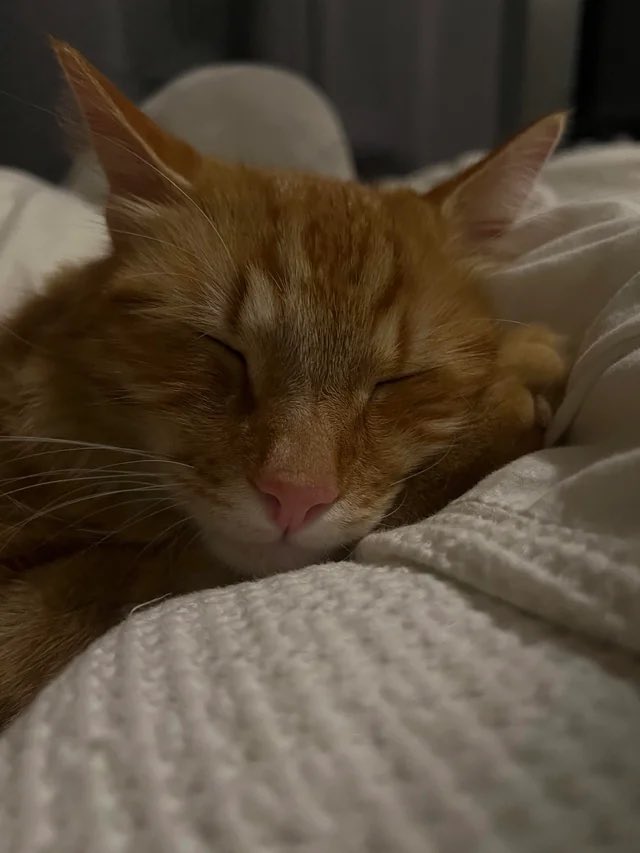 recklezzconduct's tweet photo. My Perth friends cat https://t.co/4gJ1Q4WJDD