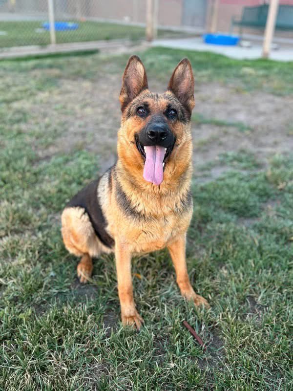 Christie_Houser's tweet photo. 7/15 SASA MODESTO URGENT LIST 

These dogs must have a plan before 6:30am tomorrow.

Shelter is located in Modesto, California 1-2 hours from the Bay Area. 

Within an hour of the shelter you can foster directly for FREE. 

Within CA you can often foster through a rescue (and I can help connect you.)

Adoptions are possible ANYWHERE in the US or even Canada with transport fees. 

Have questions about fostering? Please ask here or DM me. Otherwise please consider sharing these dogs, they only need one person each to save their lives ❤️ 🐾❤️

The linked post on FB generally has the most up to date listing of who is in need, but I’ll do my best to keep the thread updated here as well. 

https://t.co/JDLq15nGTw…