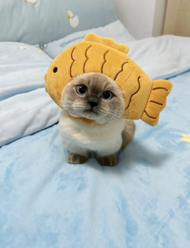 طاهی | Tahi🥨 tweet media