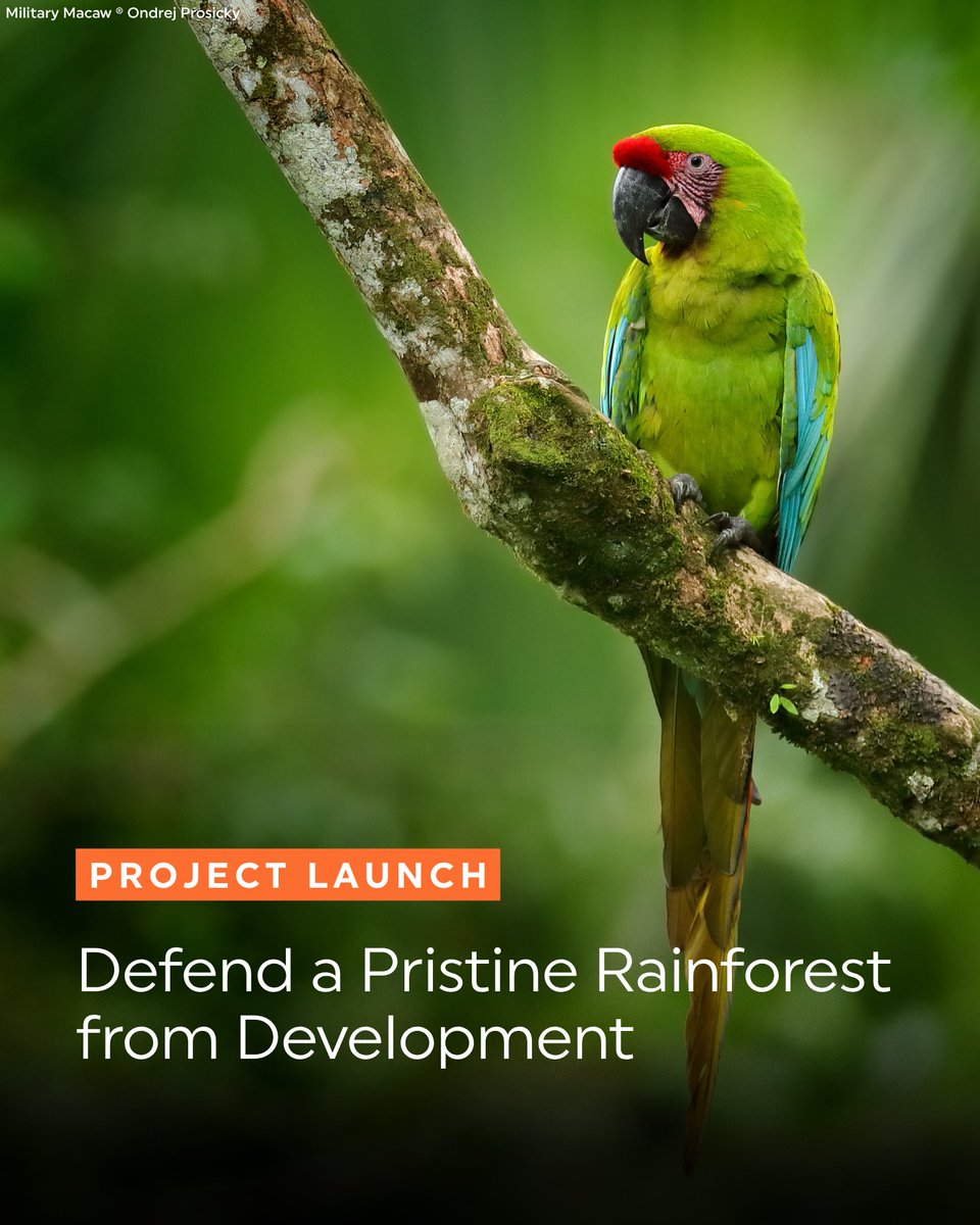 RainforestTrust tweet picture