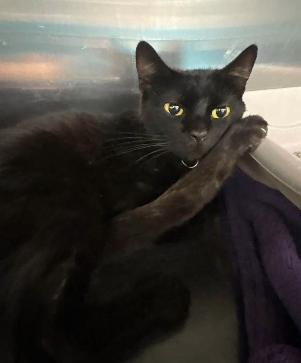 SavingHopeResc's tweet photo. fundraising for Levy - this is the strangest case.
She had an AirTag collar on with a dead battery (the hospital replaced the battery in case someone is looking for her) but she has no chip and hasn't been spayed. https://t.co/Ltz0Y0kjzW