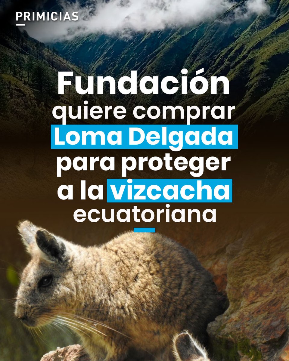 Primicias's tweet photo. Debido a los peligros que acechan a la vizcacha ecuatoriana, la fundación Amazonía Productiva busca reunir USD 167.000 para comprar Loma Delgada, el único hogar del roedor andino.  https://t.co/91F3fInzPQ https://t.co/WZrcX8aqpl