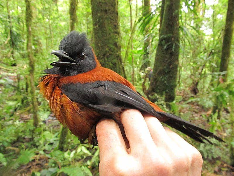 RavenweX's tweet photo. Selama berabad-abad, dunia sains percaya kalau gak ada satu pun spesies burung di bumi yang punya racun. Sampai akhirnya tahun 1990, dogma itu runtuh gara-gara seekor burung cantik dari tanah Papua.

Namanya Hooded Pitohui. Penemuannya berawal dari seorang ilmuwan bernama Jack Dumbacher lagi ngelepas burung oranye-hitam ini dari jaring. Jarinya gak sengaja tergores paruh si burung, dan pas beliau refleks ngejilat jarinya, mulutnya langsung mati rasa dan baal berjam-jam.

Pas dibawa ke laboratorium, ilmuwan internasional langsung dibikin melongo. Kulit dan bulu burung ini mengandung batrachotoxin, racun saraf super mematikan yang jenisnya sama persis kayak katak panah beracun Amazon! Dosis gedenya bisa bikin jantung predator lumpuh.

Si burung gak memproduksi racun ini sendiri. Mereka dapet pasokan senjata kimia ini dari hobi mereka ngemil kumbang beracun keluarga Choresine. Burungnya sendiri udah berevolusi jadi kebal mutlak. Bener-bener definisi cantik tapi toxic wkwk.