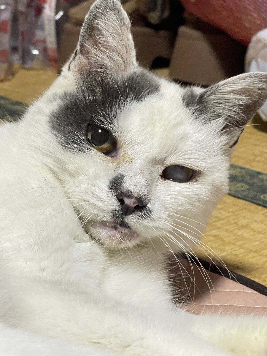 nyaaa_____nchu tweet picture