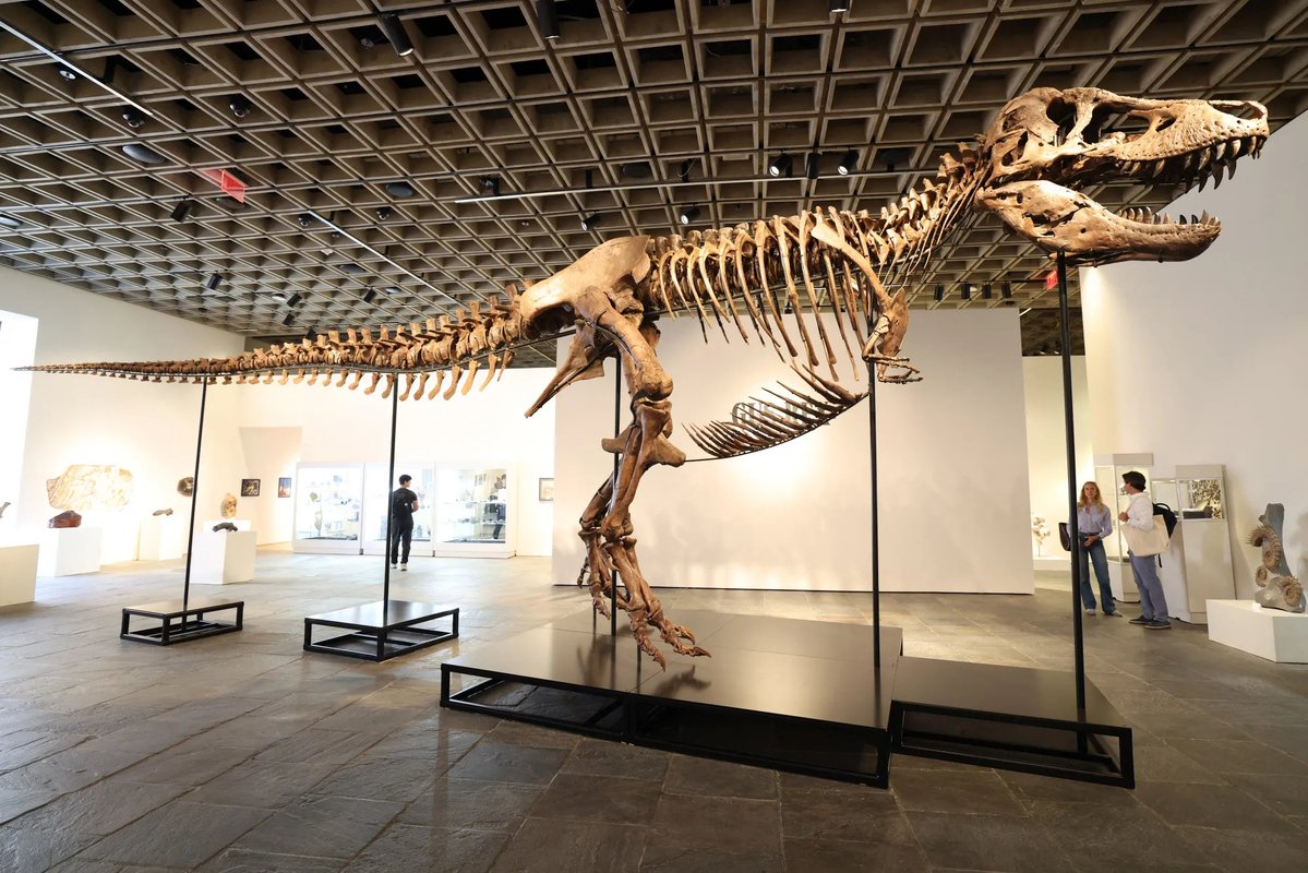 WOLF_Financial's tweet photo. One of the largest and most complete dinosaur skeletons ever discovered

A Tyrannosaurus Rex named Gus just sold for $50.1 million, 

This is highest price ever paid for a dinosaur at auction - Bloomberg https://t.co/x7IvUxTGGb
