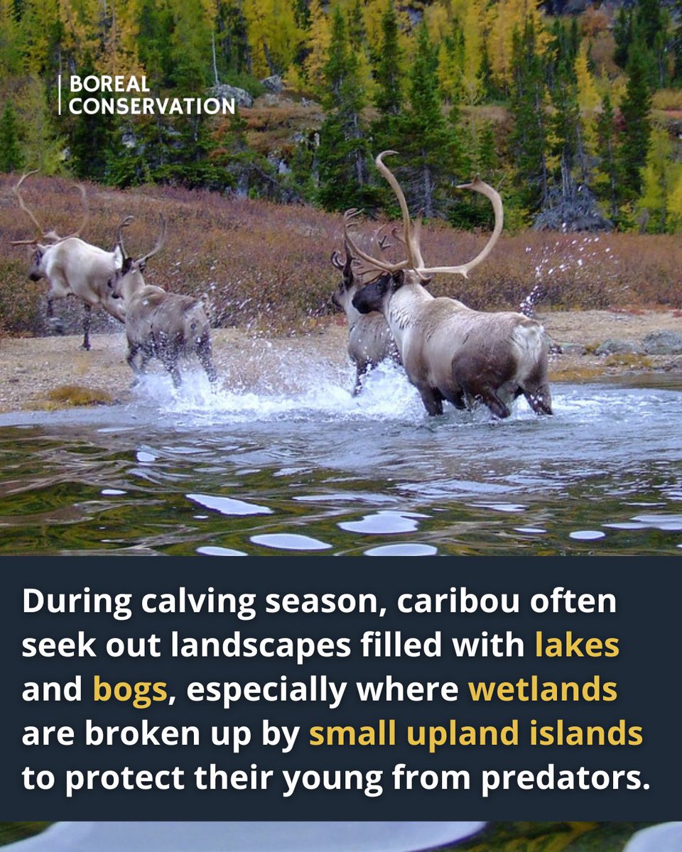 Borealconserve's tweet photo. In the Boreal Forest, caribou often choose calving grounds surrounded by lakes, bogs and wetlands.

These remote, water-rich areas can give mothers and calves more refuge from predators during a vulnerable time. https://t.co/4C47iMVSbB
