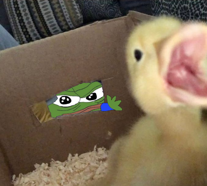 Frogmode tweet media