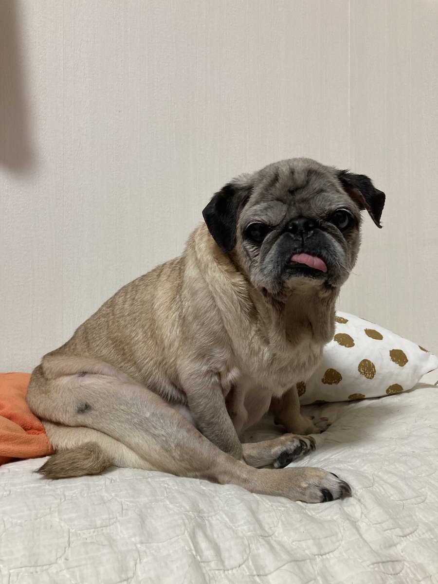 パグ