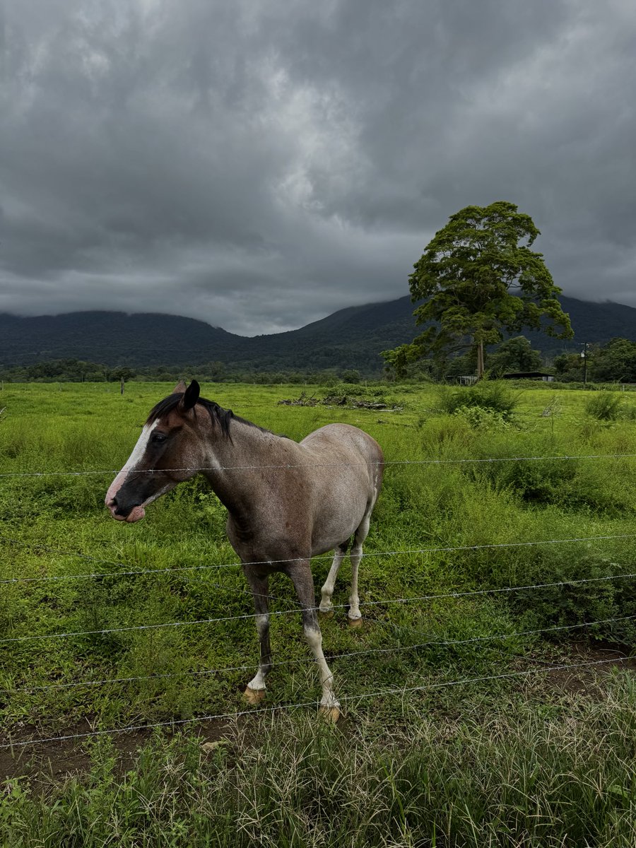 nonoutsmartable's tweet photo. get rich, travel the world &amp; smoke weed with the locals in Costa Rica https://t.co/Q0UnFfN8J9