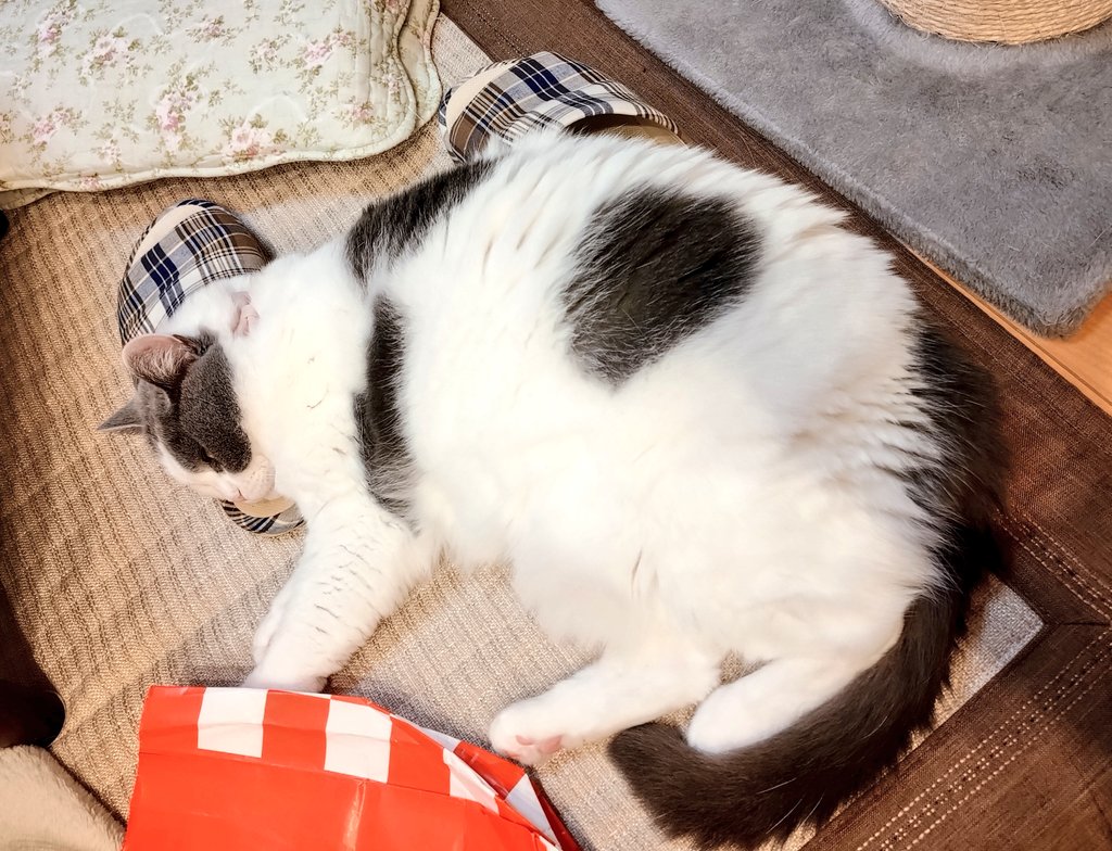 hatatyu33's tweet photo. おはようございます☀
1日が経つのが早い🤣
時間は作るものなのかな🤔

スリッパ枕の😺
朝から占領されてます
なぜにスリッパが好きなのかな
#てんちゃん https://t.co/OUguJYl0UA