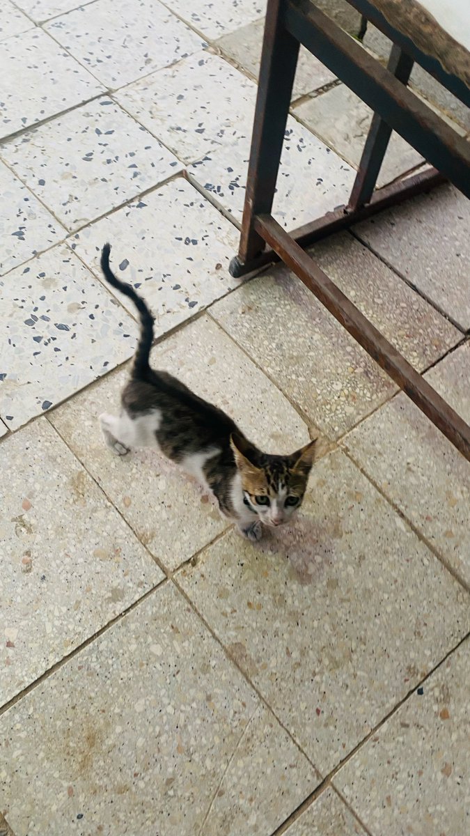 atta_jabour's tweet photo. Today, a small cat came to us, searching for a safe place, as if it were escaping the hardships of life and looking for someone to show it kindness.

We decided to take care of her, but the truth is that we are already struggling with a severe shortage of food and resources. Every day, we do our best to feed the cats in our care despite our difficult circumstances.

If you are able to help, even with a small donation, it would make a huge difference in providing food and care for these innocent souls. Your support gives them a chance to survive and helps us continue looking after them.

Thank you to everyone who stands with us and gives these cats hope. 🐾

https://t.co/zRnMWKGOMG