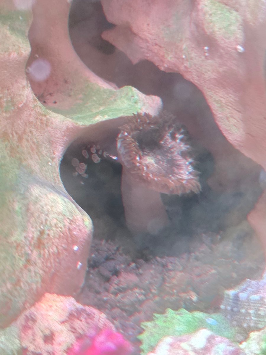 Fishtank Simulator tweet media