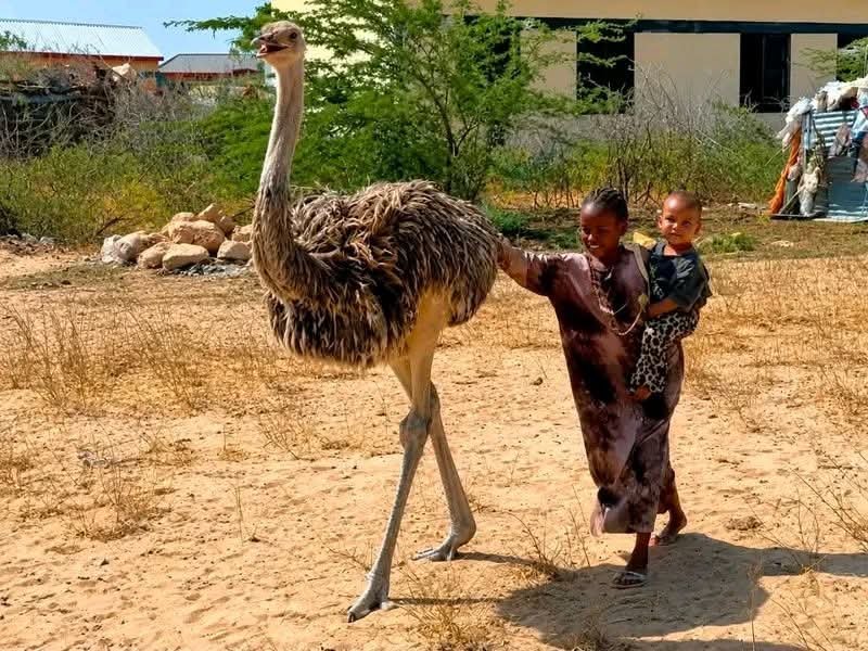 mohammedhersi's tweet photo. Mama Amina should have been given the chance to apply for a license to keep this ostrich.

That thought will not leave me after watching what unfolded in Ademasajida, Wajir West Constituency, Wajir County. Aisha the ostrich, rescued as a young bird during one of the most devastating droughts our country has endured, was taken away by the Kenya Wildlife Service after more than a year of being raised, protected, and loved by a family that asked for nothing in return.

Mama Amina broke down in tears as Aisha was led away. Anyone who has raised an animal from infancy knows exactly what that grief feels like. This was not a stranger's ostrich to her. This was family. She fed her, sheltered her, and nursed her from a fragile chick into a strong, healthy adult bird.

Here is what makes the confiscation harder to accept an ostrich is not a lion, a cheetah, or a leopard. It is not a predator that poses a danger to the community or requires the kind of specialized containment reserved for dangerous game. It is a bird already farmed legally across this country.

Kenya's Wildlife Conservation and Management Act permits game farming and ranching for certain birds, ostriches among them, and KWS itself openly invites Kenyans into the business of raising ostriches, crocodiles and other wildlife under license. A permit from KWS is simply a documented, standard step that thousands of Kenyan farmers near Nairobi, Naivasha, and Kitengela have already taken.

If a farmer in Naivasha can be licensed to keep and breed ostriches commercially, why could Mama Amina not have been licensed to keep the one she had already raised safely, at no danger to anyone, in a home where the bird was clearly thriving?

This is where I choose to see opportunity rather than only loss. Wajir is not an ordinary place when it comes to wildlife and community coexistence. This is a county where giraffes wander freely into town, where residents already live side by side with wild creatures as a matter of daily life, not spectacle.

A licensed community caregiver program for a low-risk species like the ostrich would not be a stretch here. It would be a natural extension of what Wajir already lives and models for the rest of the country. It could become a genuine education tool, teaching children and visitors what responsible coexistence with wildlife looks like, anchored around real animals cared for by real families.

I do not dispute that wild animals ultimately belong with their own kind, in spaces where they can breed and roam freely. Aisha now moves to an environment where she can live among other ostriches and perhaps raise chicks of her own. That is a good outcome for her but Mama Amina's sacrifice deserves more than a farewell and a truck driving off. 

Kenya already has a licensing pathway for exactly this kind of relationship between citizen and wildlife, and Aisha was never the kind of animal that demanded she be taken. We should be using that pathway to reward communities who step in when nature fails, not simply reclaiming what they built with their own hands and hearts.

As always, I choose to remain an optimist