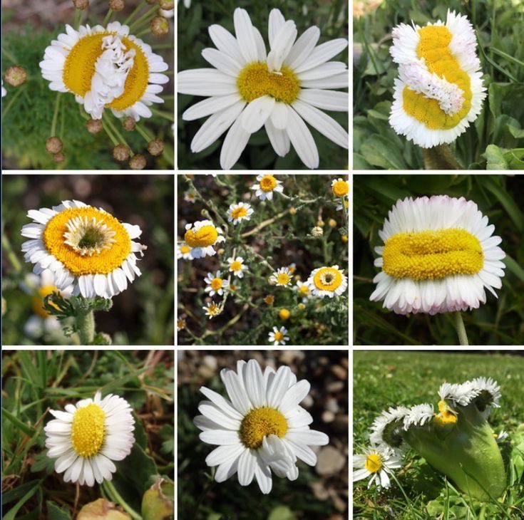 pmamtraveller's tweet photo. mutated daisies https://t.co/w078FsO89r