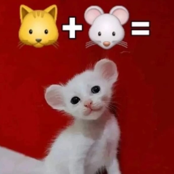 PunchingCat's tweet photo. https://t.co/qUjjAVk9bb