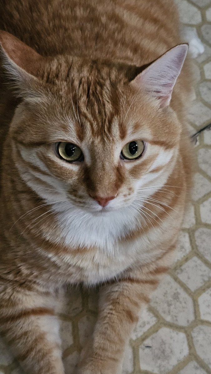 WizardMingus's tweet photo. My cat Mingus! ❤️ https://t.co/aO8liqiARX