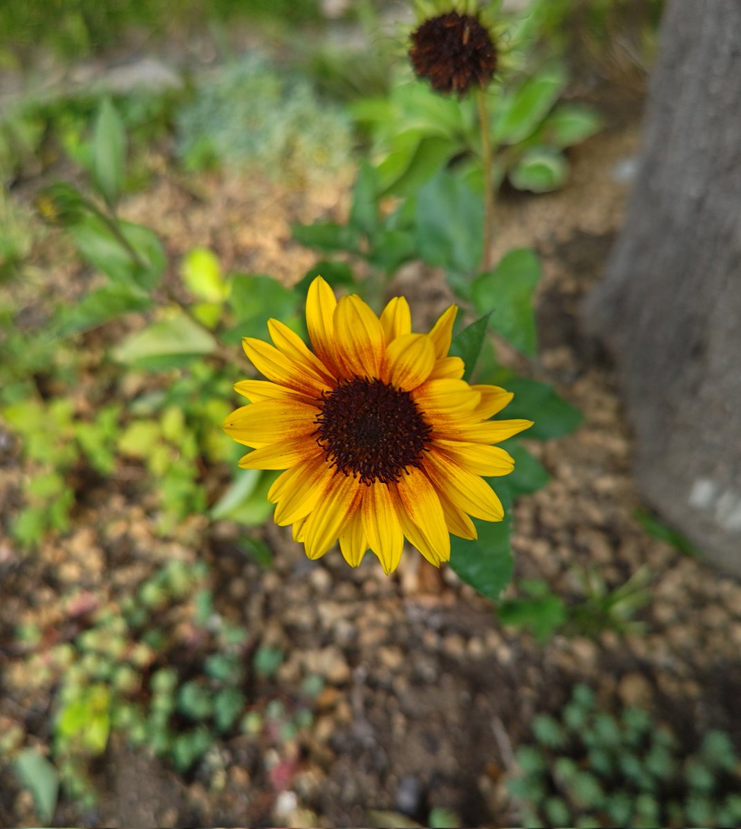kogepanichigo's tweet photo. おはようございます☀️😃
可愛らしいひまわり発見です🌻
#早朝
#ひまわり https://t.co/qo65uiPOMO