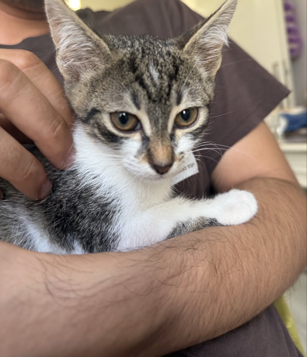 womanchildanima's tweet photo. Son şansımız artık🥹
2.5 aylık erkek. 
Kum alışkanlığı var, kuru mama yiyor.
Parazit yapıldı çok oyuncu. 
Bu yakışıklı sokaklarda yapamaz evinizin oyuncusu bi bebek istemez misiniz?
Ankara geçici-kalıcı yuva. 
Lütfen bir şans verin🙏
İletişim: 0543 303 07 52

@kedi_sesi https://t.co/eWtgWJcMbm