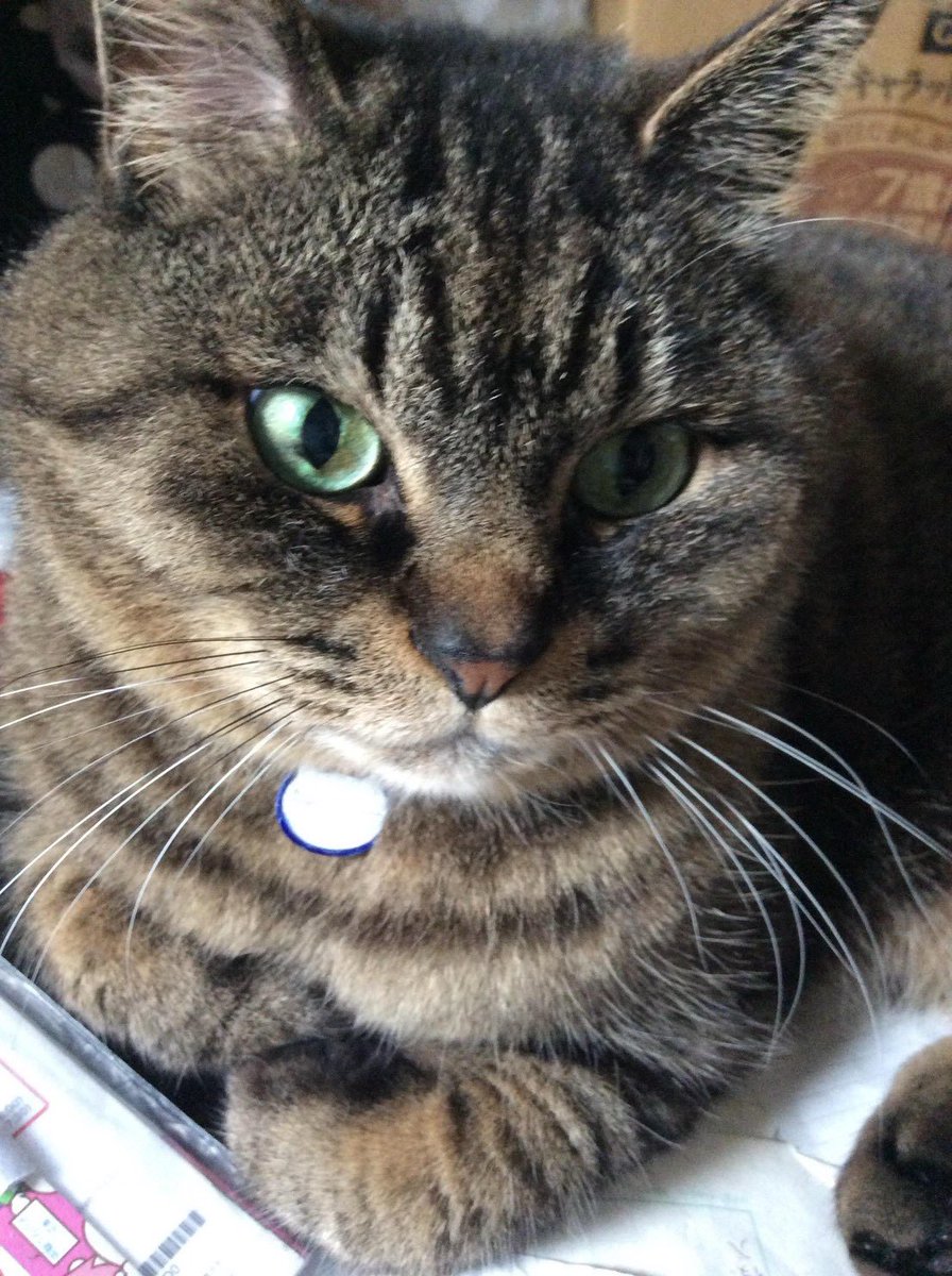 fonta_is_pretty's tweet photo. ぽんたじゃないよ、ふぉんただよ。 https://t.co/IVgxXjqfMF