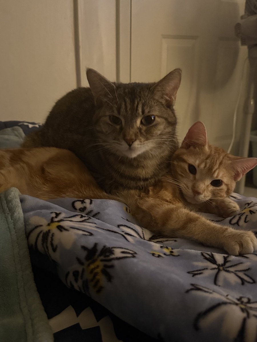 nkiql59's tweet photo. @iamapokeMOM here are my cats for good luck https://t.co/uSav1ZRE89