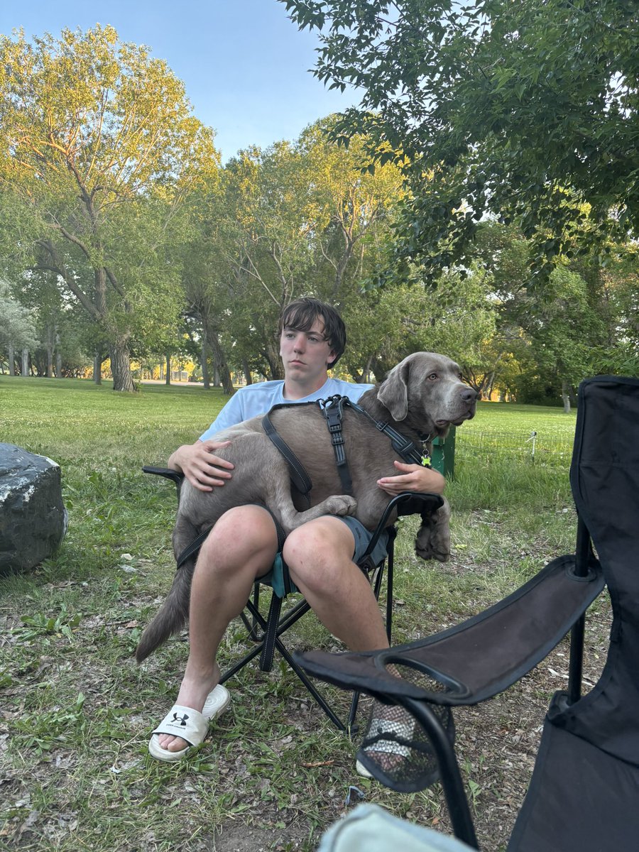 WeisbeckDerek's tweet photo. I’m a lapdog! @joelleweisbeck @dog_rates https://t.co/6lVZKrVOcy