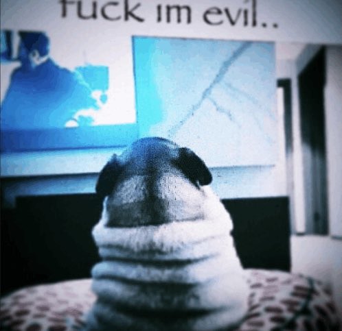 pibble's tweet photo. https://t.co/RlTg8VSMxg