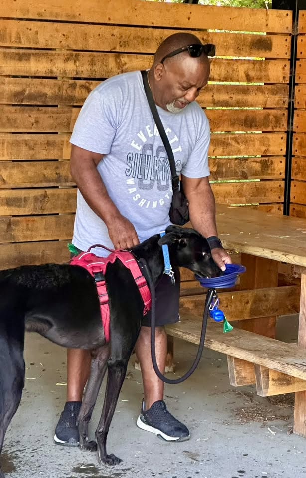 GPIGreyhounds's tweet photo. GPI Tuesday Available Dog Report ~
Brightwater walk with ARCHIE, JASPER, JIMMY and IGOR. Alumni Tippa and Blake accompanied. We took the north trail to the picnic shelter. Delightful and shady.  After the walk, there was time for JONATHAN, BUNTY and CAESAR in the park.  /1 of 2 https://t.co/bF713n0Y0A
