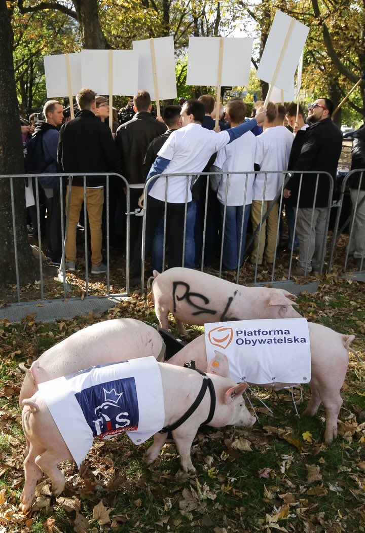 Jack652582's tweet photo. @KosiniakKamysz Zamiast korpusu… To wy sobie tam powołajcie koło tuczników 🐽🐷!! https://t.co/P8G8q9Nx2s