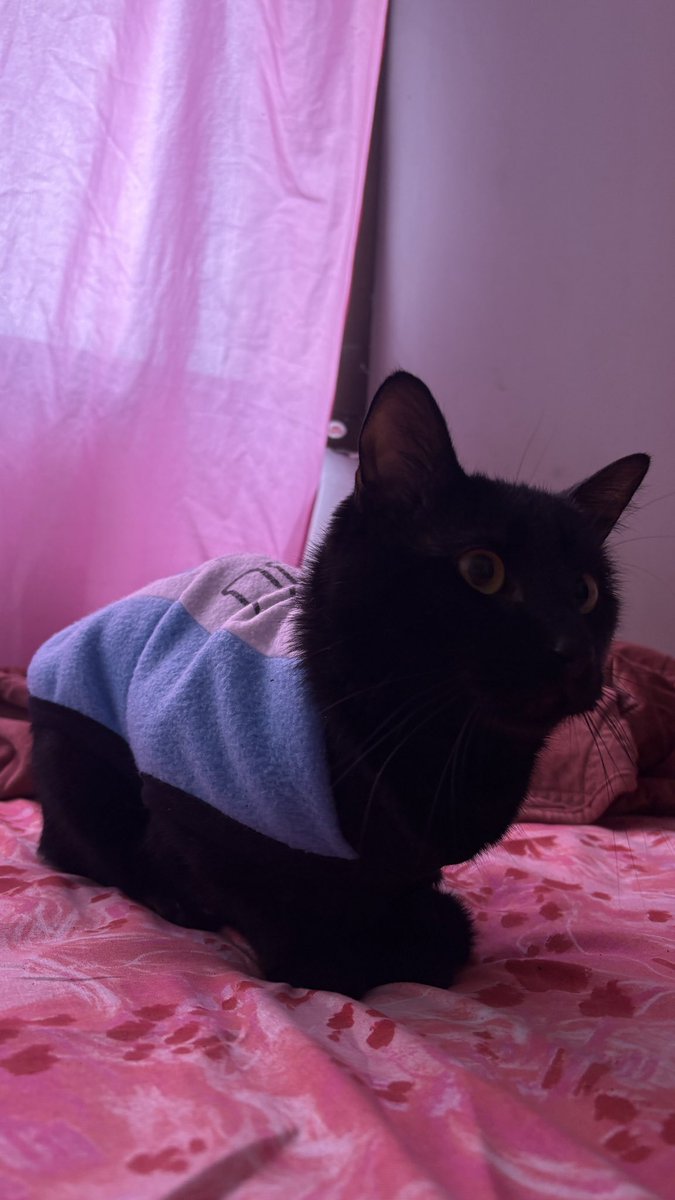 userSelly_'s tweet photo. mira drakito con su camiseta de Arg… https://t.co/IsCsTo0x54
