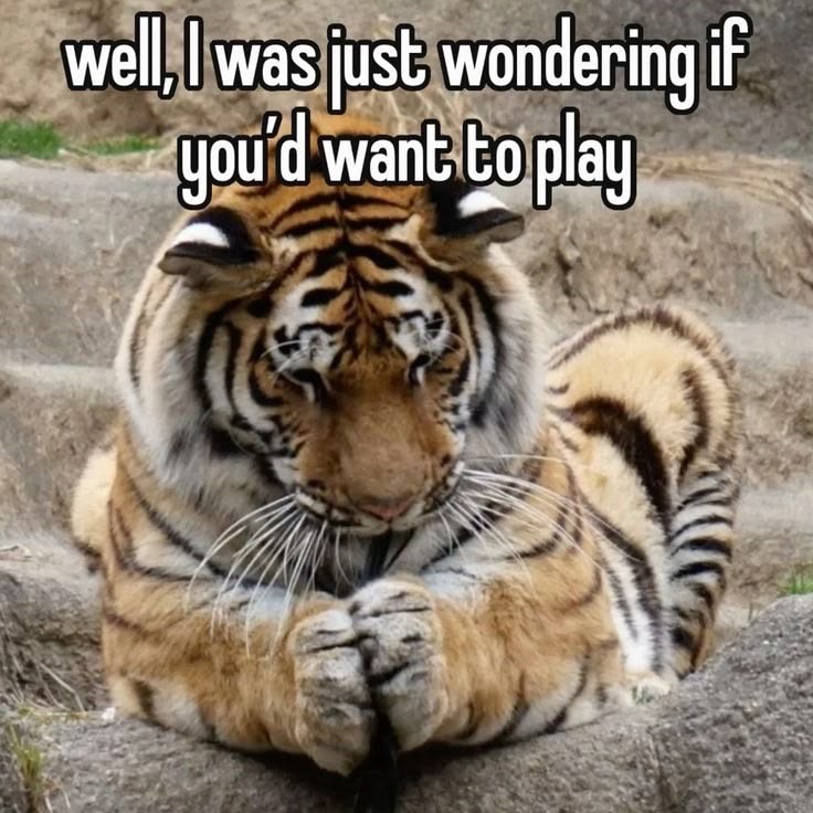 tigertwting's tweet photo. https://t.co/qNCzd3sC7x