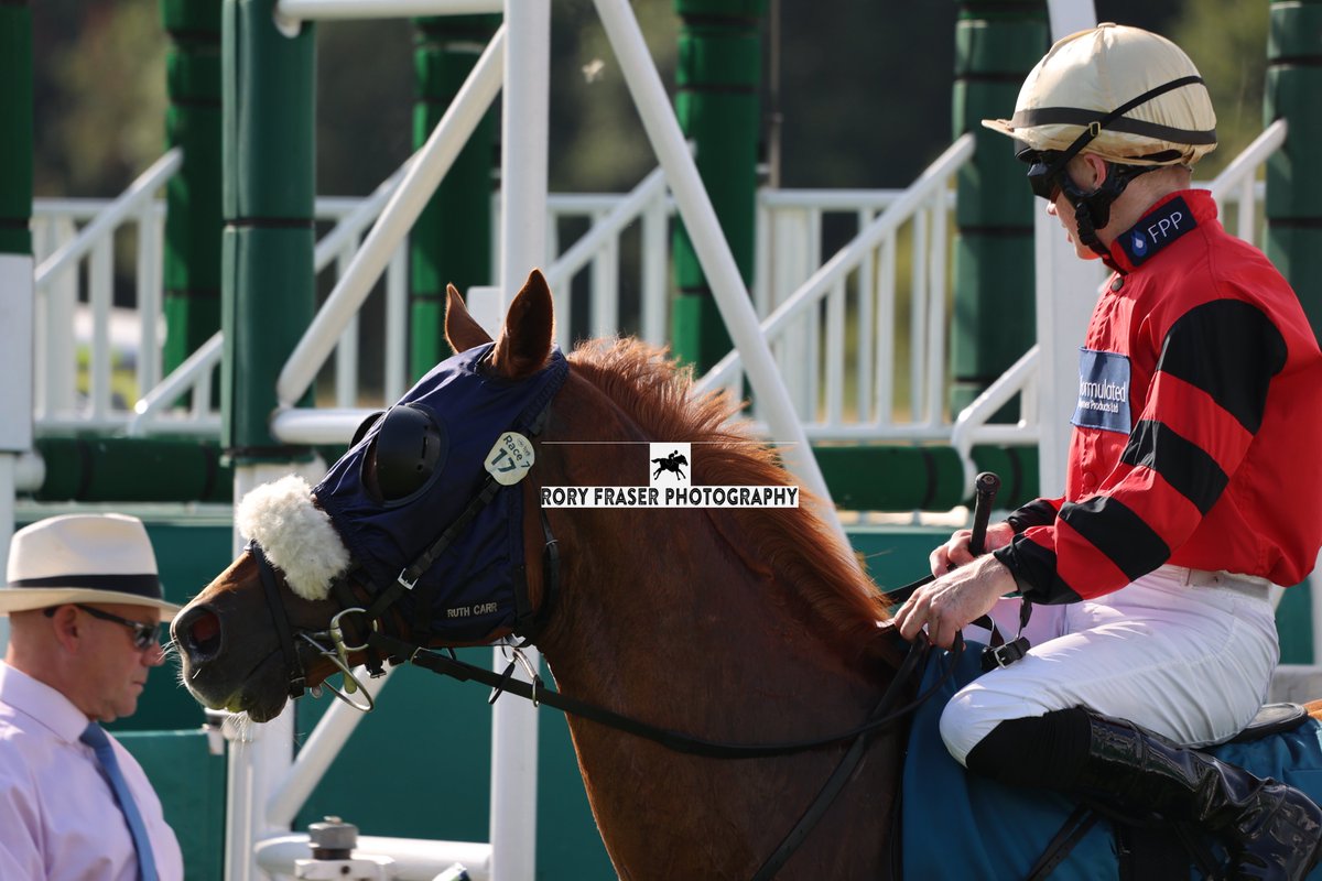 92RoryF's tweet photo. Runner up at York on Saturday in the class four handicap (6f), KAT'S BOB (Bobby's Kitten x Dreaming Of Stella)
Trained by @RuthCarr1, owned by Colin &amp;Tommy Dorman and ridden by Will Pyle.
Winner of twelve races from seventy seven starts, now placed on twenty occasions. https://t.co/brahdT1vsJ