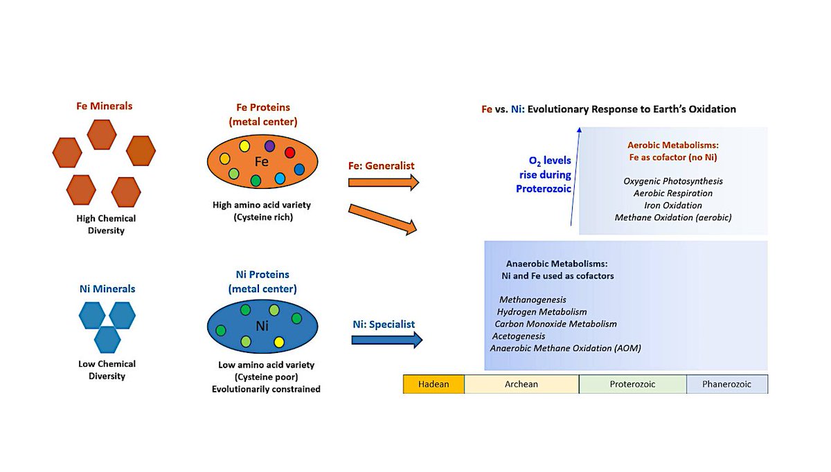 astrobiology's tweet photo. Diverging Mineral Chemistry of Iron and Nickel Throughout Earth's Changing Redox Conditions Reveals Foundation for Their Evolution as Protein Cofactors.
https://t.co/kZFxUe8l3b #astrobiology #genomics #evolution #originoflife https://t.co/ci6dkTwphj