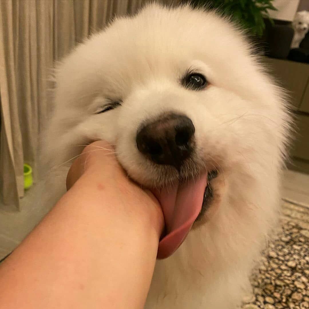 dogssaveworld tweet picture