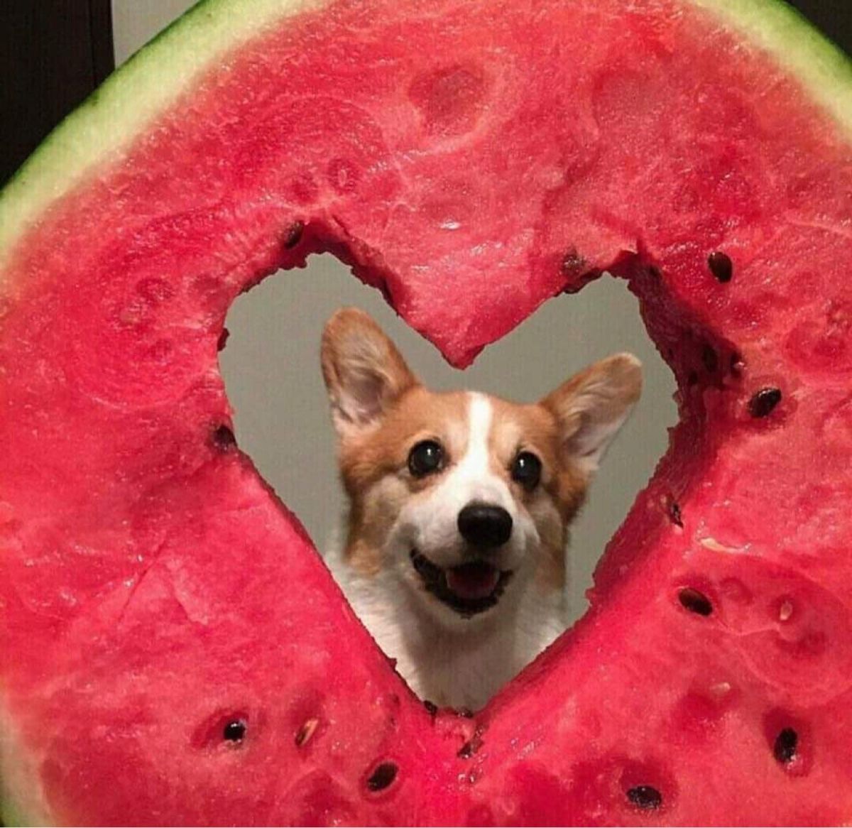 dogssaveworld's tweet photo. watermelon heart like the sweetest summer love 🍉 https://t.co/V5Ed5jmdKy