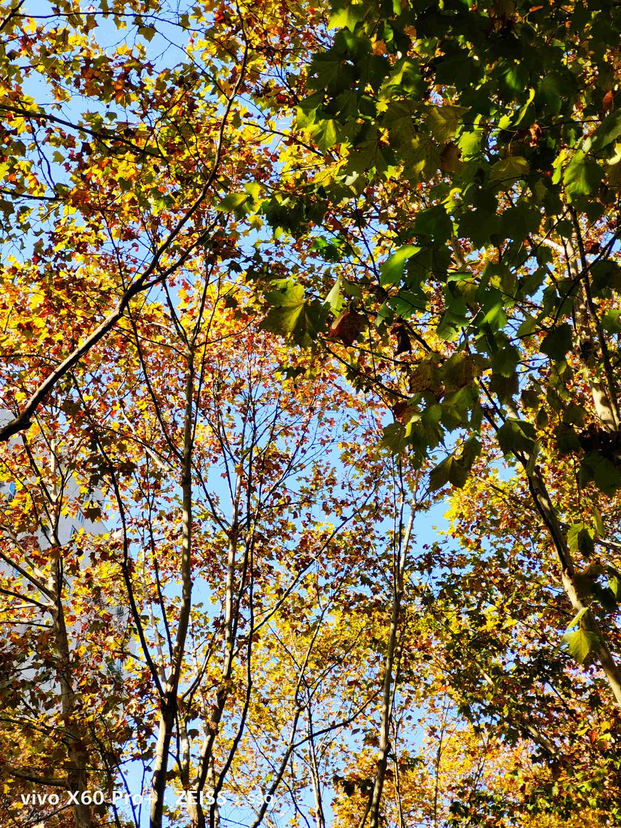 dapli_U's tweet photo. Autumn breeze and falling leaves make the perfect cozy Saturday afternoon. ， https://t.co/94EWQ6Y5bh