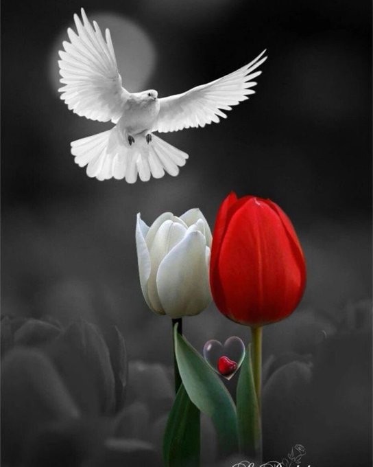 sheer_iran tweet media