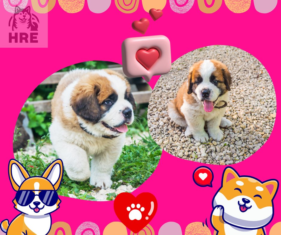MascotasClubCol's tweet photo. Cachorros san bernardos información llamando al 3123781314 Colombia san bernardo macho hembra venta Criadero puros Envíos   Pereira riohacha guaviare Manizales Monteria Mitu Armenia Pasto Neiva sanandres vichada mocoa https://t.co/IUXpO2xTsQ